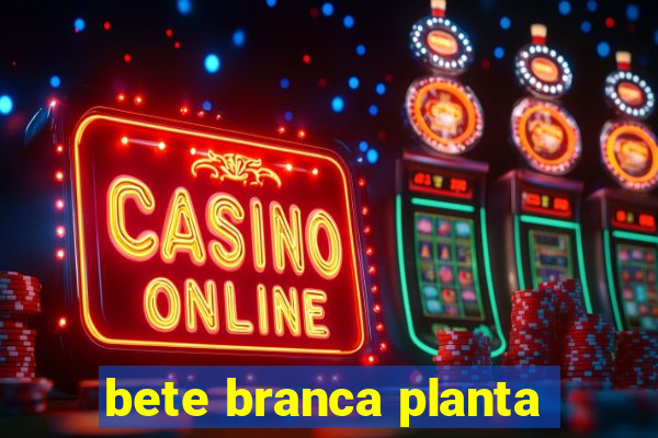 bete branca planta